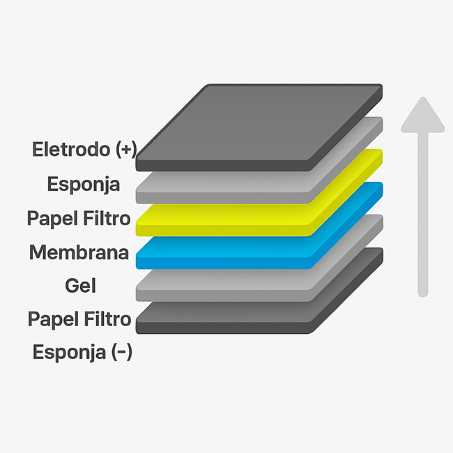 western-blotting2
